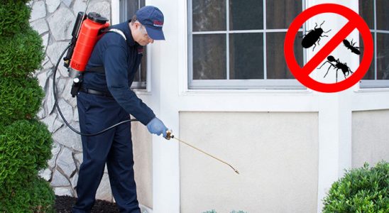 Poligon Kene İlaçlama böcek ilaçlama ve haşere kontrolü — ilaclama-tr.com